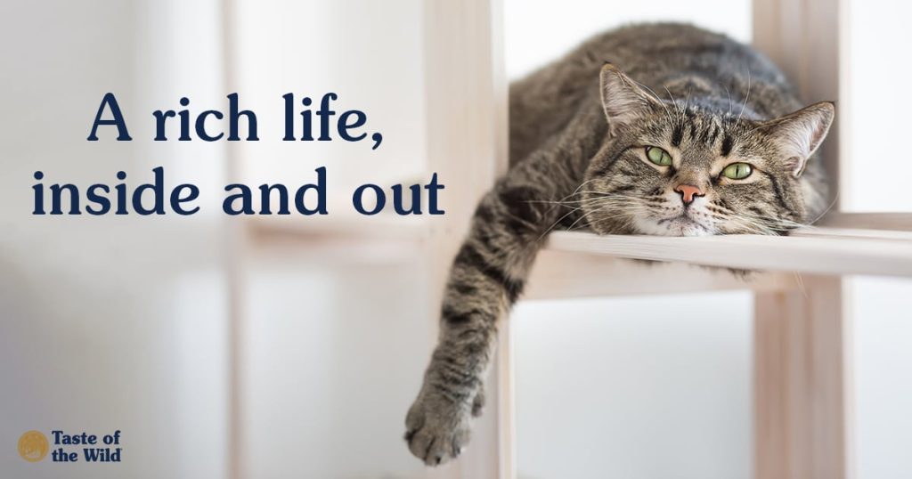 Best Cat Care Tips for Indoor Cats – Keep Your Feline Healthy and Happy Best cat care tips for indoor cats