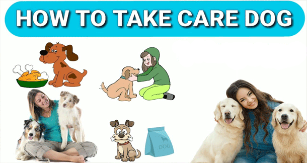 How to Take Care of a Dog at Home – Complete Guide for Dog Owners How to Take Care of a Dog at Home