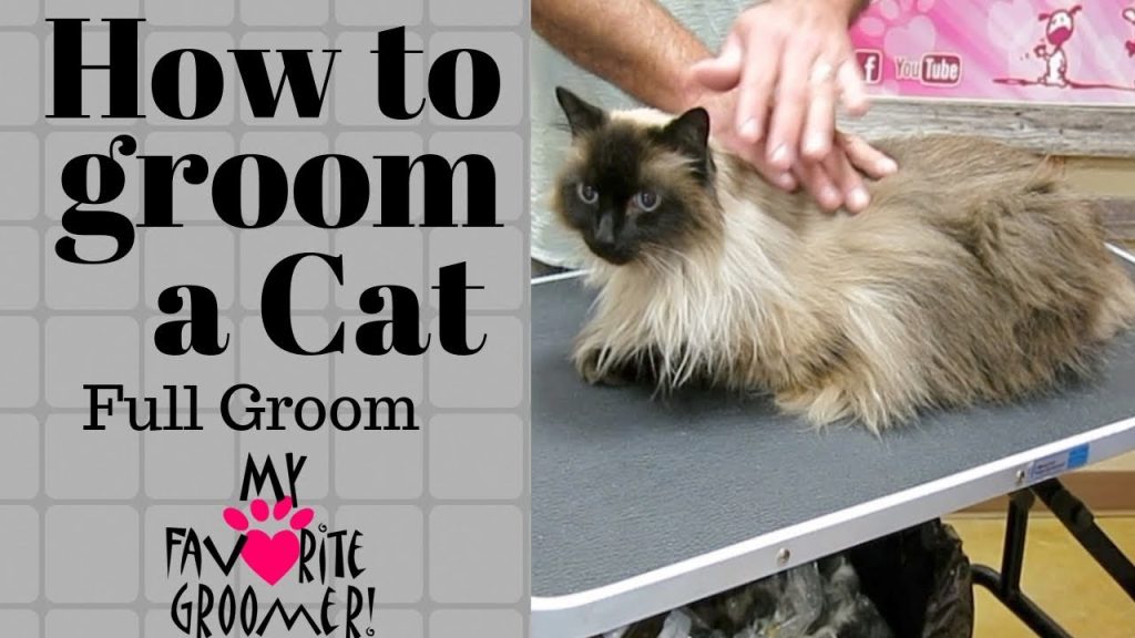 How to Groom a Cat at Home – Complete Step-by-Step Guide for Healthy Fur How to groom a cat at home