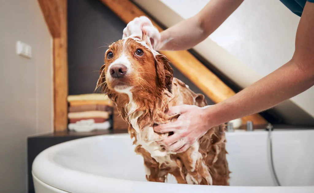 Pet Grooming – The Essential Guide to Keeping Your Pets Healthy and Happy Pet Grooming