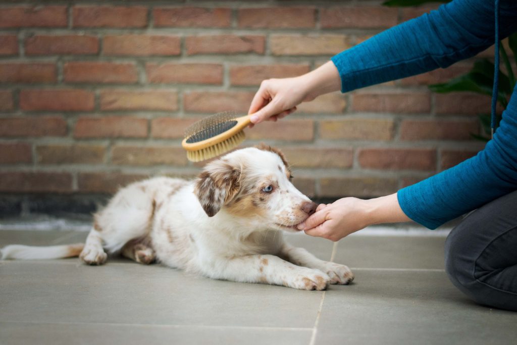 Pet grooming tips