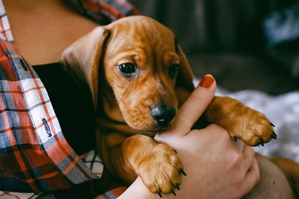 Puppy care tips for first-time owners